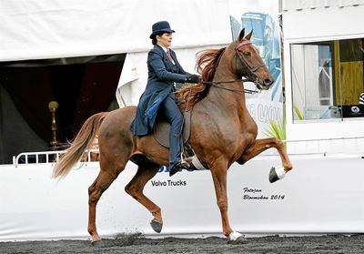 Plaaslike ruiters galop deur SA kampioenskap
